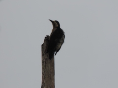 Melanerpes pulcher