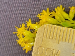 Solidago latissimifolia