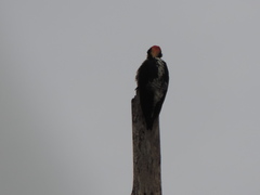 Melanerpes pulcher