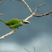 Northern Emerald-Toucanet - Photo (c) El Chivizcoyo, some rights reserved (CC BY-NC), uploaded by El Chivizcoyo