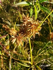 Cyperus polystachyos