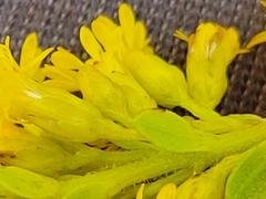 Solidago latissimifolia