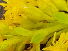 Solidago latissimifolia