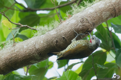 Colaptes auricularis