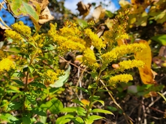 Solidago latissimifolia