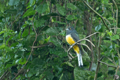 Trogon citreolus