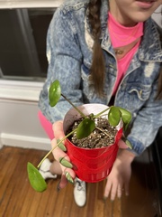 Pilea peperomioides