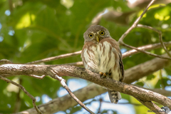 Glaucidium palmarum