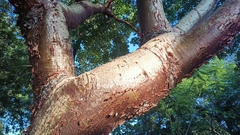 Bursera simaruba