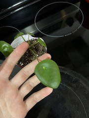 Pilea peperomioides