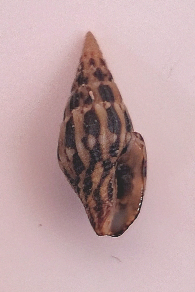 Anachis vexillum