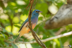Passerina rositae