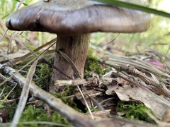 Thaxterogaster purpurascens