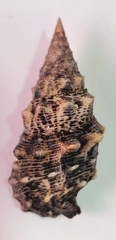 Cerithium maculosum