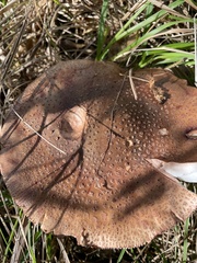 Thaxterogaster purpurascens