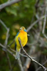 Passerina leclancherii