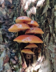 Flammulina
