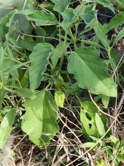 Physalis cinerascens