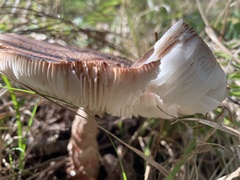 Thaxterogaster purpurascens