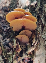 Flammulina