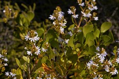 Scaevola crassifolia