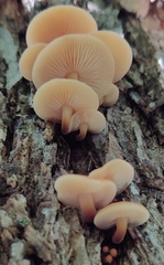 Flammulina