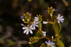 Scaevola crassifolia