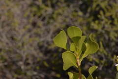 Scaevola crassifolia
