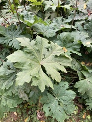 Napaea dioica