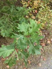Quercus rubra