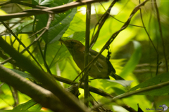 Ramphocaenus melanurus