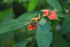 Palicourea tomentosa