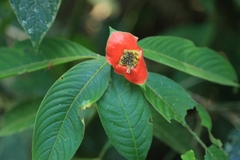 Palicourea tomentosa