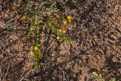 Acacia idiomorpha