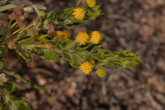 Acacia idiomorpha