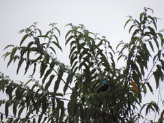 Stilpnia cyanicollis