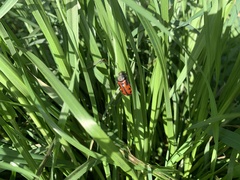 Astylus trifasciatus