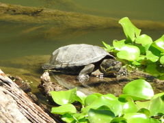 Kinosternon integrum