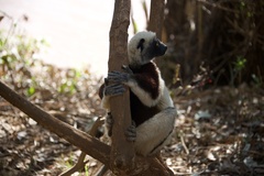 Propithecus coquereli