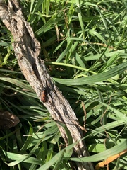 Astylus trifasciatus