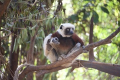 Propithecus coquereli