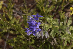 Halgania sericiflora