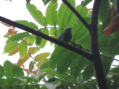 Thamnophilus multistriatus