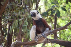 Propithecus coquereli