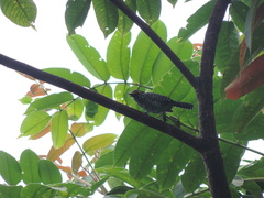 Thamnophilus multistriatus