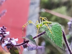 Peucetia viridans