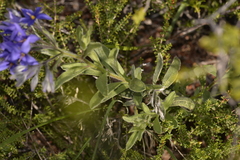 Halgania sericiflora