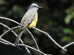 Tyrannus melancholicus
