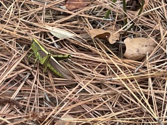 Schistocerca alutacea