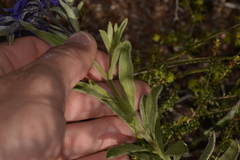 Halgania sericiflora